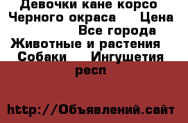 Девочки кане корсо. Черного окраса.  › Цена ­ 65 000 - Все города Животные и растения » Собаки   . Ингушетия респ.